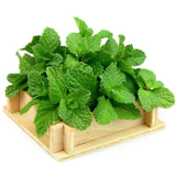 Fresh Common Mint Live Plant in 3.5 Inch Pot, Mint Herb Live Plant for Indoor Outdoor Growing, Spring Planting