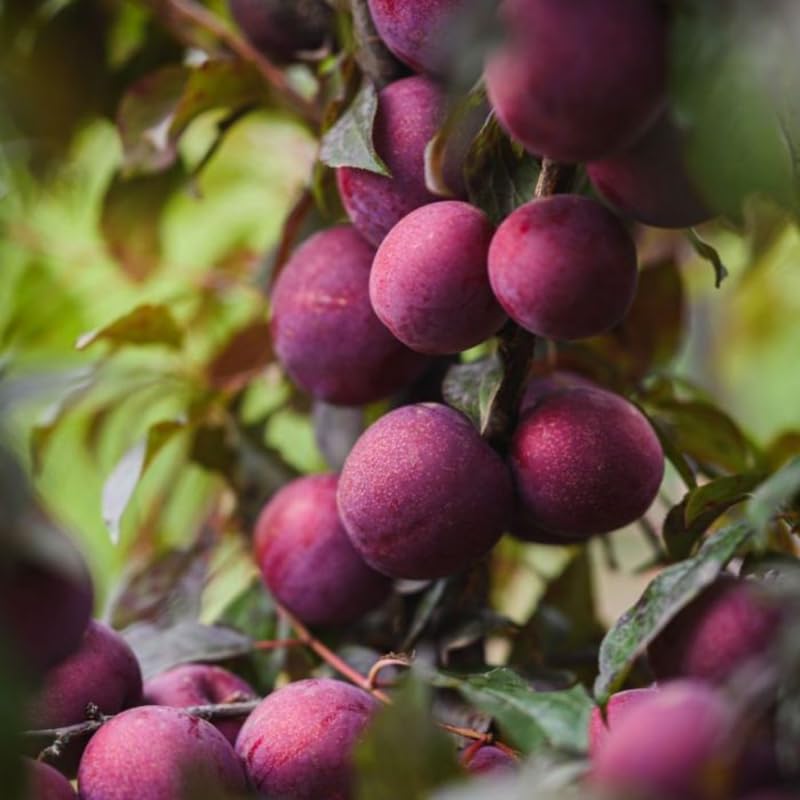 1-2 Feet Plum Tree Live Plant for Planting, No Pot Plum Tree Sweet Fruit, Cold Hardy, Dormant in Winter, Spring Planting
