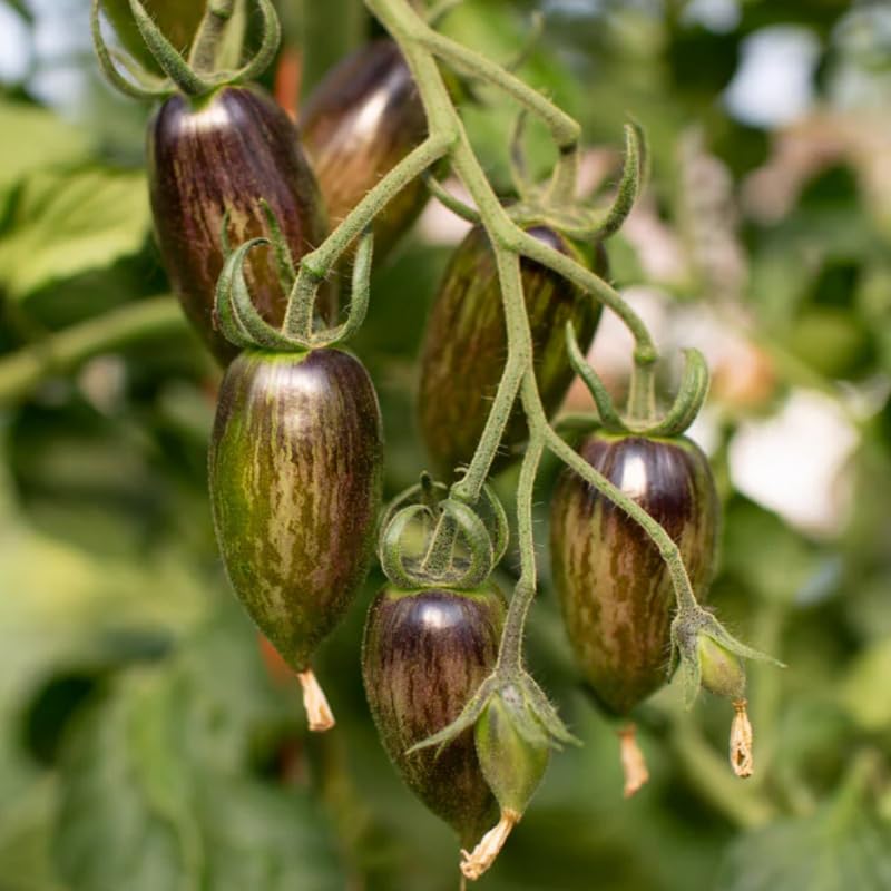 25 Grape Tomato Seeds, Vibrant Tomato Plant Seeds for Planting Outdoor Garrden