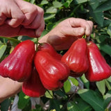 Red Wax Apple Tree Live, Apple Fruit Tree 2–3 Feet Tall, Tropical Fruit Tree for Outdoor Planting