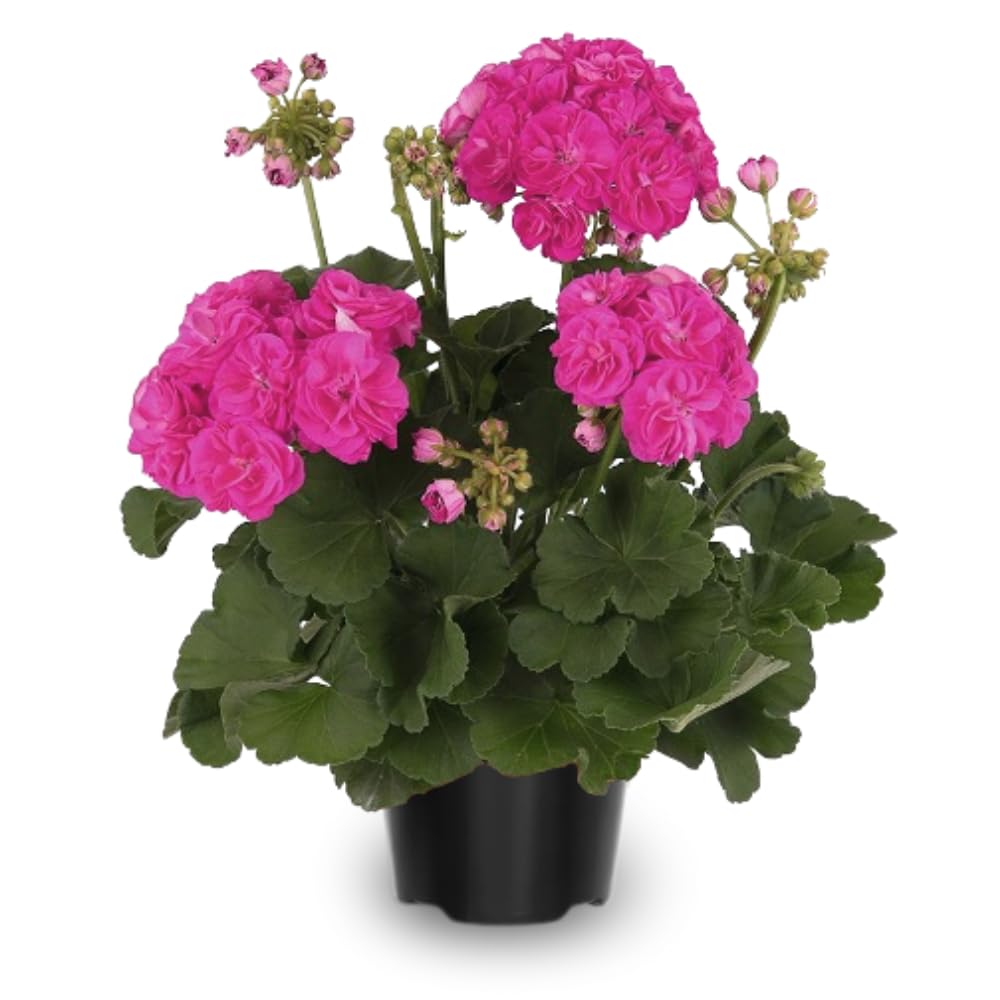 2 Pink Geranium Plants Live, 3 to 6 Inches Tall, Geranium Flower Plants Indoor Outdoor, Geranium Plant, No Potted