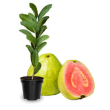 4 Sweet Guava Trees Live Plants, 9 Months Old 5-9 Inc in Tall, Guava Tree for Planting, Zones 9-11