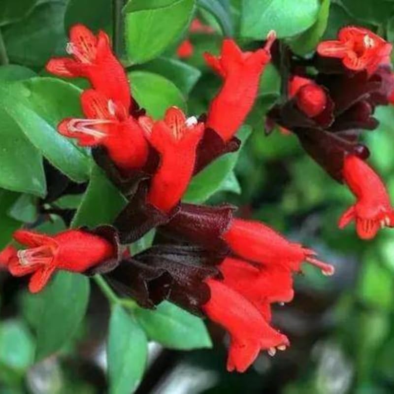 2 Curly Lipstick Vine Plant, Red Lipstick Plants Live, 4 Inches Pot for Growing