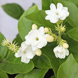 Jasmine Plant Live Indoor, Arabian Jasmine Flower Plant Pot, a Half Gallon Pot, 10 to 12 Inc Tall, White Flower