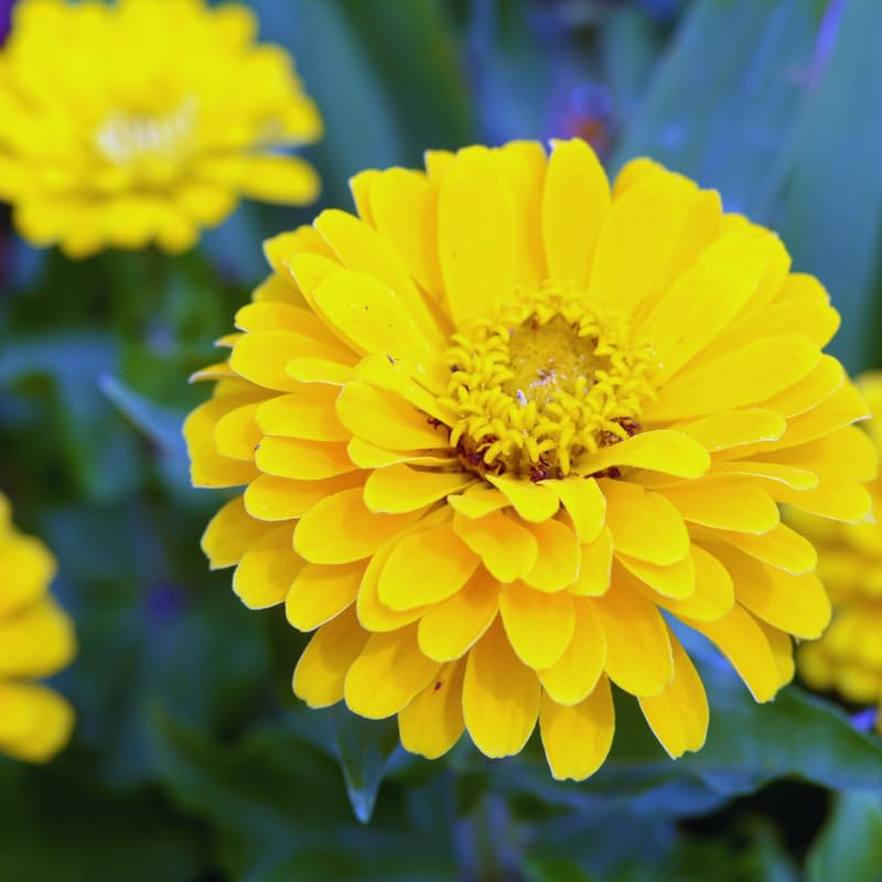 2 Yellow Zinnia Plants Live, Zinnia Live Plants for Planting, Flower Plant, 4 Inches Pot