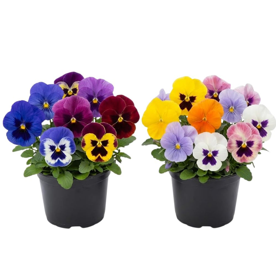 2 Pansies Plants Live in 4'' Pot, Live Pansies Live Plants for Containers and Gardens, Well-Rooted, Ideal for Spring and Fall Planting, 3-6 Inches Tall