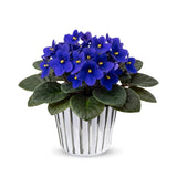 Blue African Violets Live Plant in 4" Pot, Starter African Violet for HouseplantIndoor Outdoor Home Decor