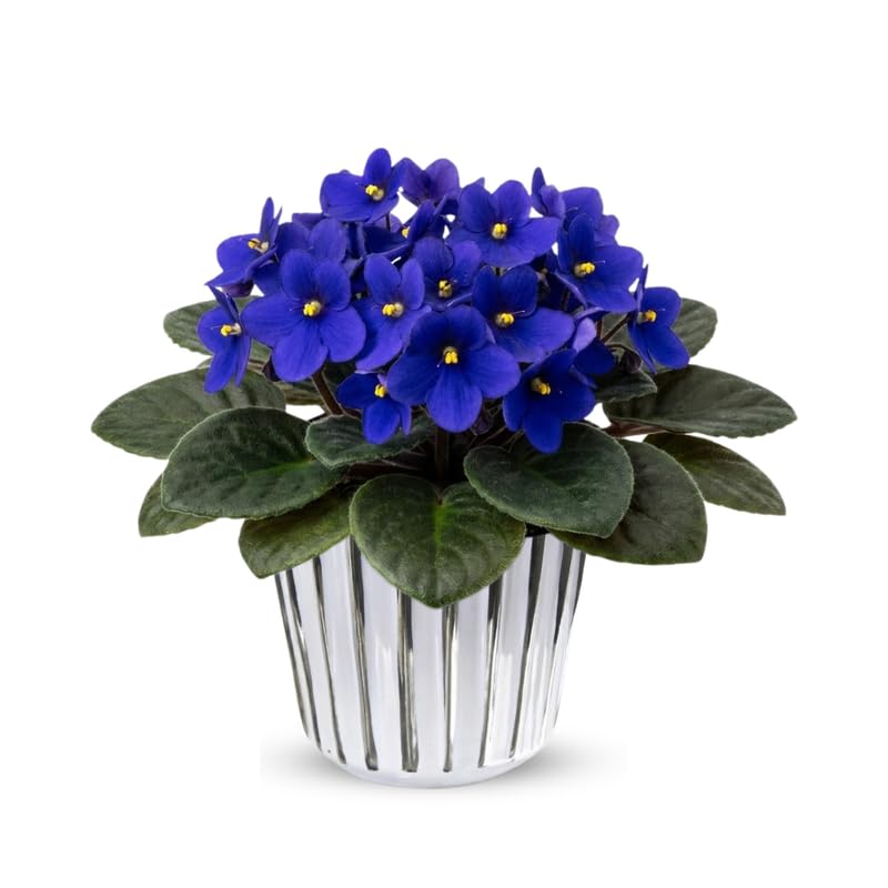 Blue African Violets Live Plant in 4" Pot, Starter African Violet for HouseplantIndoor Outdoor Home Decor