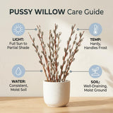 2 Pussy Willow Bare Root 6-12 Inches, Rare Flowering Shrub for Planting, Live Willow Plants for Garden Borders, Landscape or Yard Growing