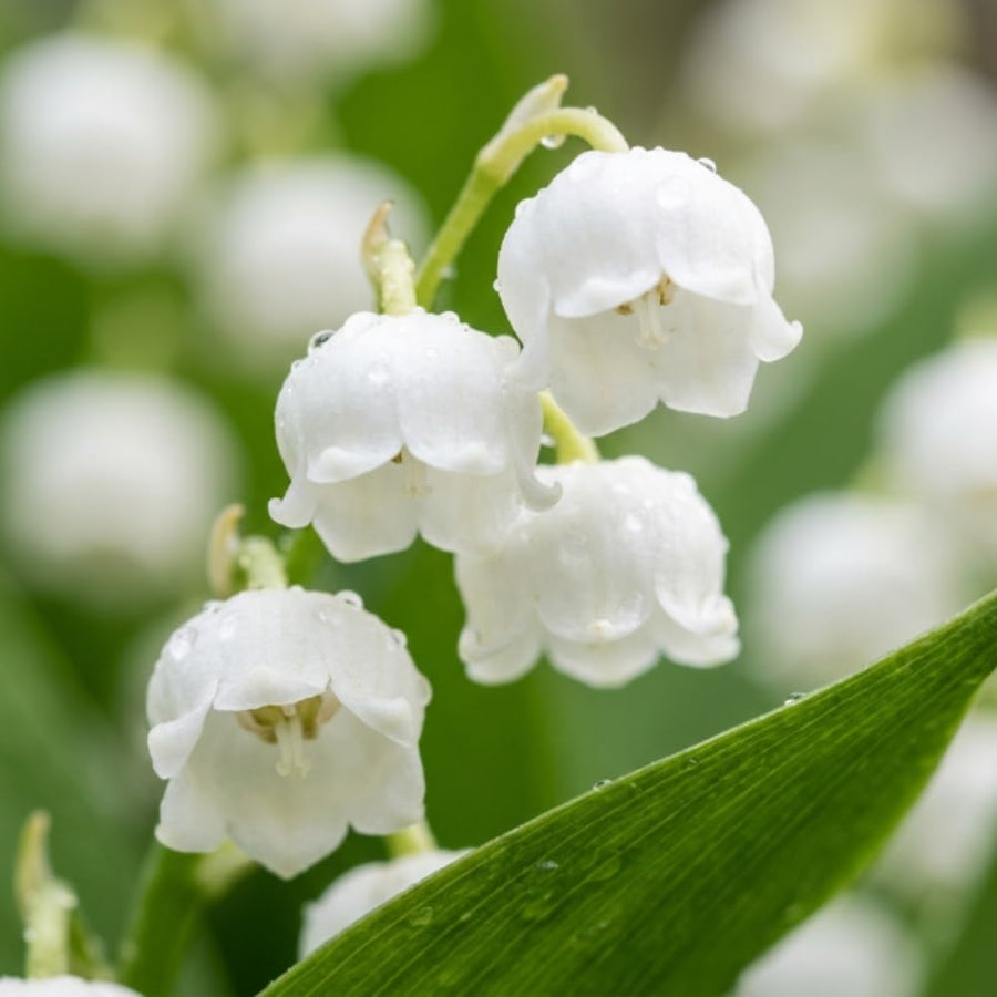 Set 5 Lily of the Valley Bulbs, Lily of the Valley Roots, Fragrant White Spring Flowers for Indoor Outdoor Growing