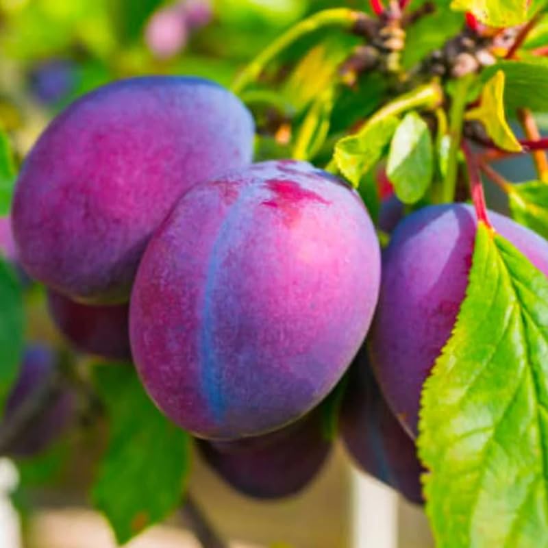 Wild Sweet Plum Trees Live Plant, 12-18" in Tall Established Roots, Cold Hardy, Live Wild Plum Trees, No CA, Bare Root and Dormant