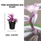 Pink Wandering Jew Live Plant, Tradescantia Nanouk Live Houseplant, Rare Nanouk Pink Wandering Jew Live Plants Indoor (2 Inch Pot)