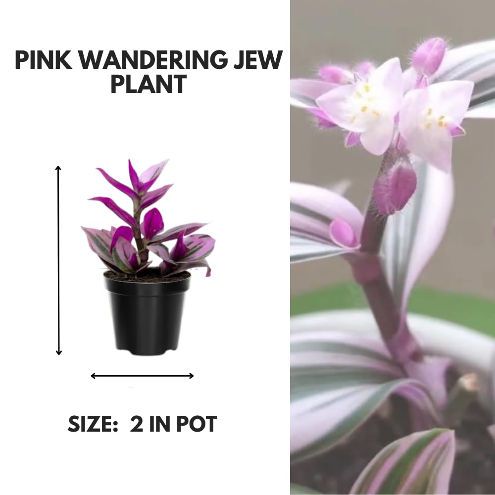 Pink Wandering Jew Live Plant, Tradescantia Nanouk Live Houseplant, Rare Nanouk Pink Wandering Jew Live Plants Indoor (2 Inch Pot)