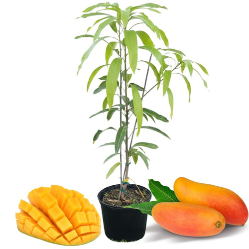 Sweet Mango Tree Live Plant, 2 Feet Tall, Hardy Mango Fruit Tree for Outdoor Planting, Yellow Orange Fruits