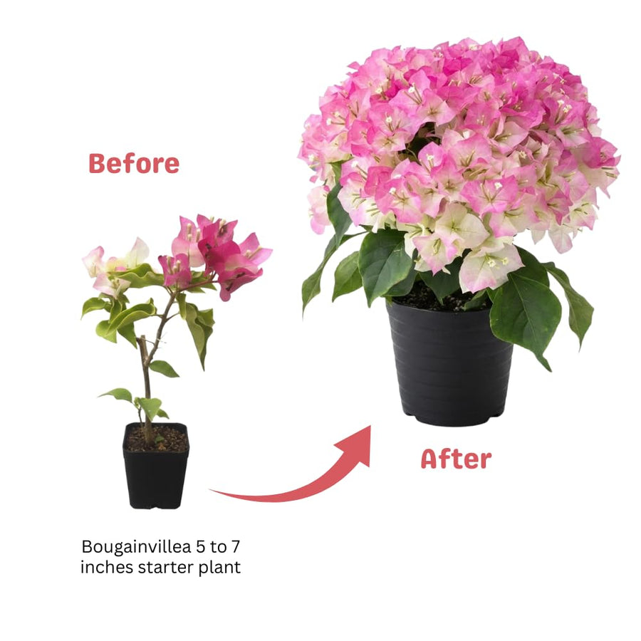 White Pink Bougainvillea Plant Live, Bougainvillea Live Plant, Well Rooted 5 to 7 Inches Tall, Colorful Long Lasting Blooms, Ideal for Trellis, Landscape and Outdoor Garden
