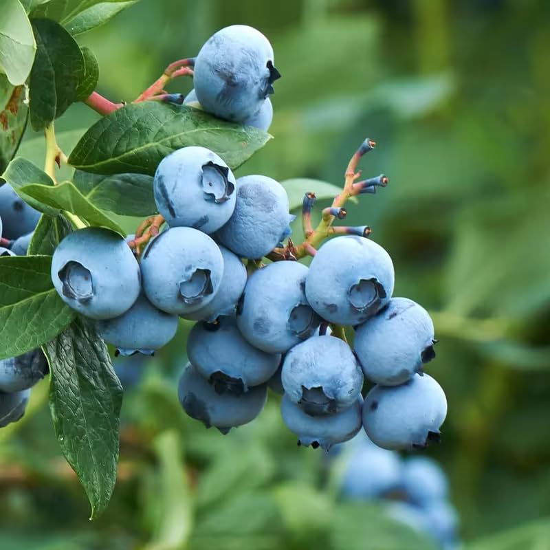 2 Blueberry Plant Live 1 Year Old, Sweet Blueberry Bush Live Plant, Blueberry Tree Live, Blueberries Shrub (Earliblue Blueberry Plants)