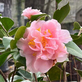Live Pink Camellia Plant in 4" Pot, Camellia Japonica 1 Year Old Seedling Outdoor Growing