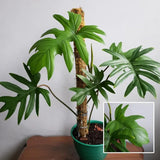 2 Rare Philodendron Live Plants Varieties Collection, Philodendrons Plants Size 5-9 Inc for Indoor Houseplant Décor, Ornamental Tropical Well-Rooted (Finger-Like Foliage Philodendron Plants)