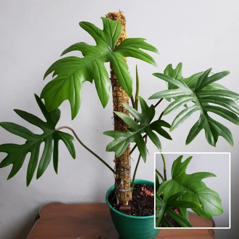 2 Rare Philodendron Live Plants Varieties Collection, Philodendrons Plants Size 5-9 Inc for Indoor Houseplant Décor, Ornamental Tropical Well-Rooted (Finger-Like Foliage Philodendron Plants)