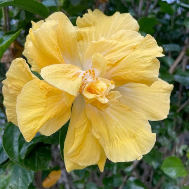Hibiscus Live Plant, Hardy Hibiscus Flower Plant, Hibiscus Flowering Shrub 5-8 Inch Tall (Double Yellow Blooms)