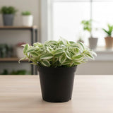 4 Variegated Wandering Jew Plants, Live Indoor Plant 3-5 Inches, Colorful Trailing Tradescantia for Home, Office and Hanging Baskets