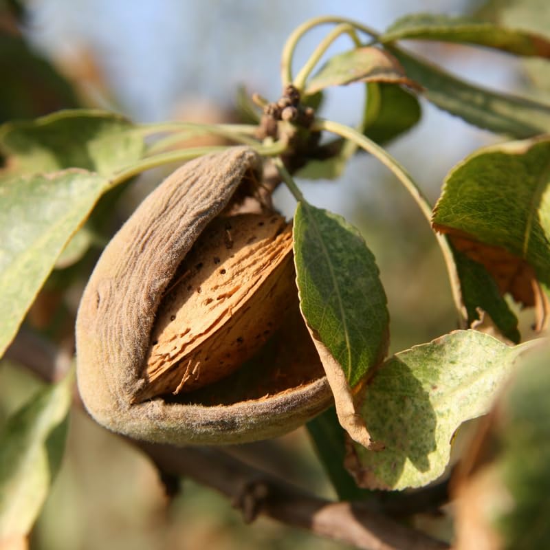 Pecan Seedling Live Plant, Pecan Nut Trees for Planting, Outdoor Tree Plants for Backyard Orchard, Landscape or Garden Growing, 8-10 Inches