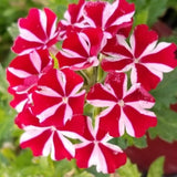4 Red White Verbena Plants Live, 5-9" Tall Hardy Perennial Flower Plants, Well-Rooted for Outdoor Planting