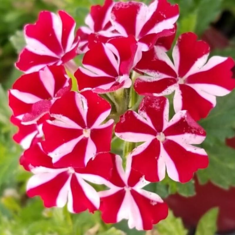 4 Red White Verbena Plants Live, 5-9" Tall Hardy Perennial Flower Plants, Well-Rooted for Outdoor Planting