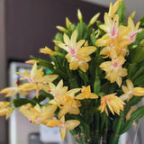 Yellow Christmas Cactus Plant Live Christmas Cactus, Holiday Cactus Live Plant, 4 Inc Pot