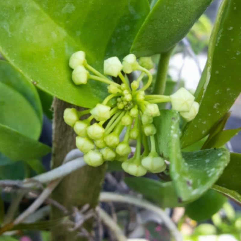 Hoya Live Plant, Vine Hoya Flower Plants, 4-6 Inch for Planting