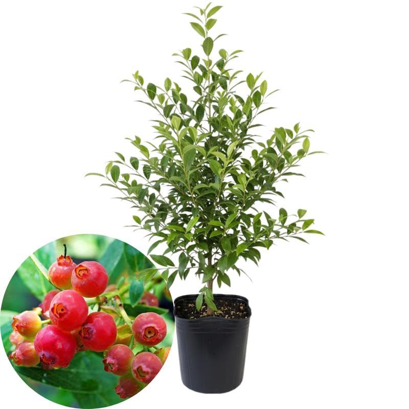 Pink Lemonade Blueberry Plant Live in 4’’ Pot, High Yield Blueberries Bush Shrub, Sweet Flavor, Ideal for Home Gardens, Patio Containers