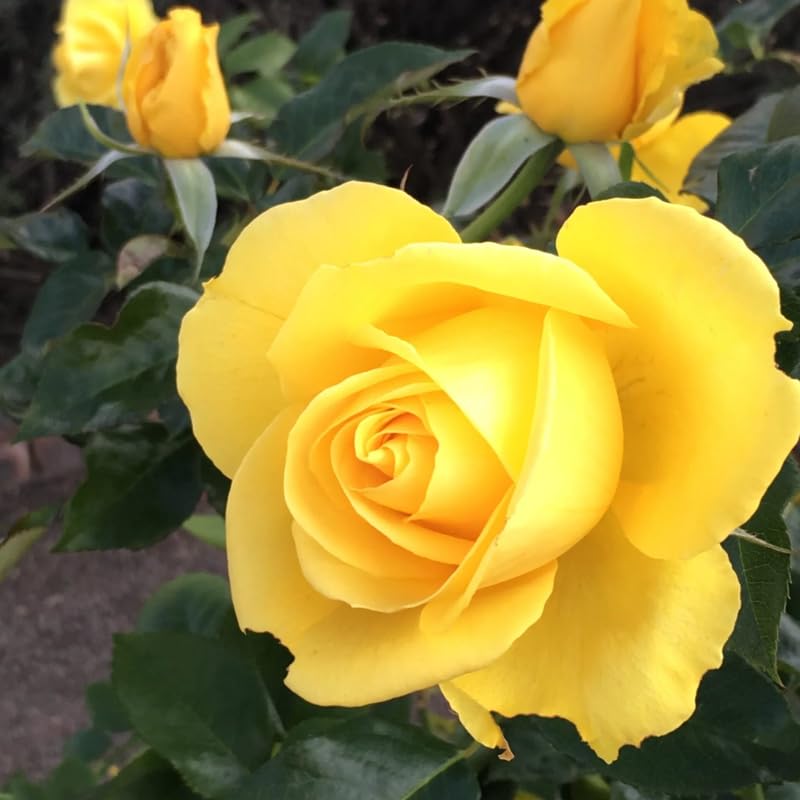 Yellow Mini Rose Plant Live, Miniature Rose Bush in 3" Pot, Indoor Outdoor Flowering Plant, Compact Live Rose for Gifts and Gardens