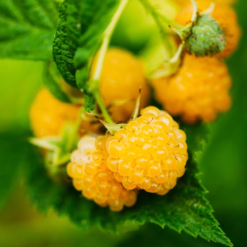 1 Anne Raspberry Plant Live for Planting, Anne Raspberry Bushes Live Plant Potted, Raspberry Fruit Tree 16-22 Inch Tall