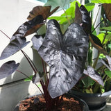 Black Colocasia Plants, 3-6" Elephant Ear Esculenta Taro Alocasia Live Plant for Outdoor Planting, Alocasia Plants Bare Root, No Pot, Live Colocasia Houseplant