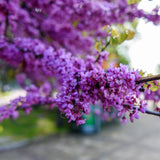 Eastern Redbud Trees Plant Live, Dormant 6 to 12 Inc Tall, American Red Bud Trees Live Plants Bare Roots for Planting Outdoor
