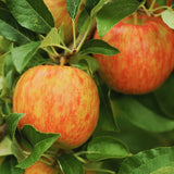 Apple Tree Live Plant, Cold Hardy Apple Fruit Plant Bare Root for Backyard Orchard, 2 to 3 Feet Long