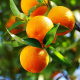 Grafted Sweet Orange Tree Live, 3 to 4 Feet Tall Citrus Fruit Tree for Outdoor Planting