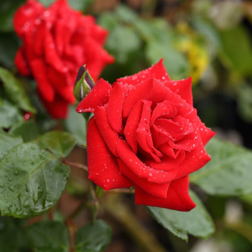 Rose Plant Live, Rose Bush Live Plant for Planting Your Garden, Fragrant Flowers Vibrant Blooms, 5-9" Tall Well-Rooted (Red Rose)
