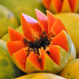 Tropical Papaya Tree Live Plant, 5-10” Tall Well-Rooted Fruit Plant in 4 Inch Pot, Easy to Grow Indoors or Outdoors