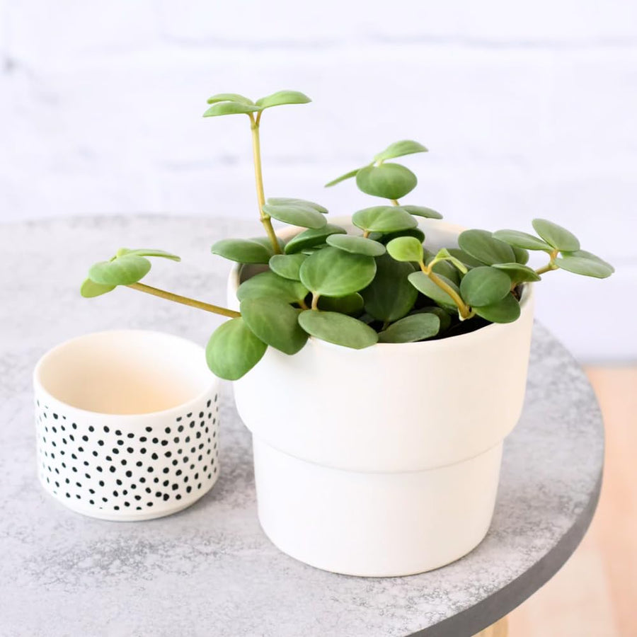 Peperomia Live Plant in 4" Pot, Easy-Care Indoor Trailing Houseplant Succulent Live (Hope Peperomia)