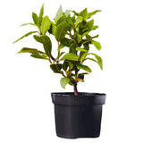 Bay Leaf Tree Live Plant in 4" Pot, Sweet Bay Laurel, Well-Rooted, 6-10" Tall, Laurus Nobilis Plant for Outdoor Indoor Planting Herb