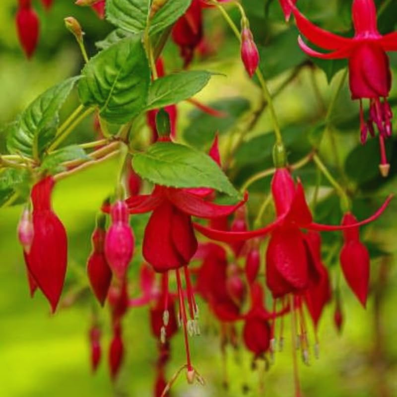 Hardy Fuchsia Plants Live Hanging Basket, Red Fuchsia Plant Pot, 5 Inches Pot, Perennial Colorful Flower Plant