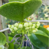 Hoya Live Plant, Vine Hoya Flower Plants, 4-6 Inch for Planting