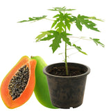Dwarf Papaya Plant Live Size 8-12" in Gallon Pot, Perfect for Containers, Tropical Fruit for Small Spaces, No CA