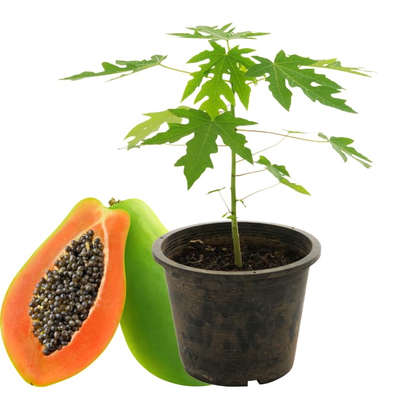 Dwarf Papaya Plant Live Size 8-12" in Gallon Pot, Perfect for Containers, Tropical Fruit for Small Spaces, No CA
