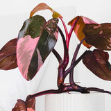 2 Princess Philodendron Live Plants, Variegated Philodendron Plants, Rare Tropical Houseplant, No Pot