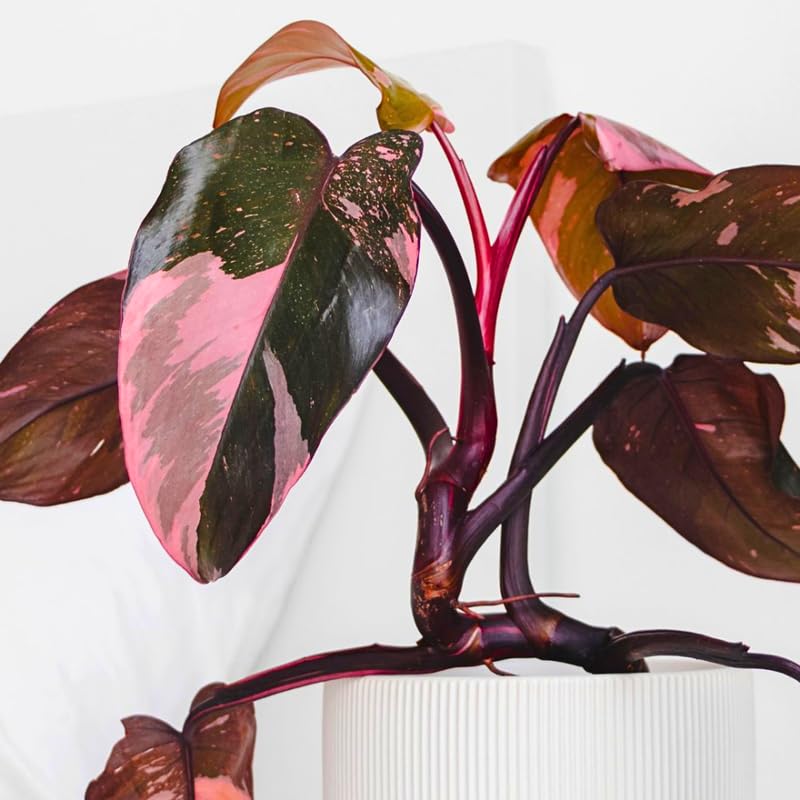 2 Princess Philodendron Live Plants, Variegated Philodendron Plants, Rare Tropical Houseplant, No Pot