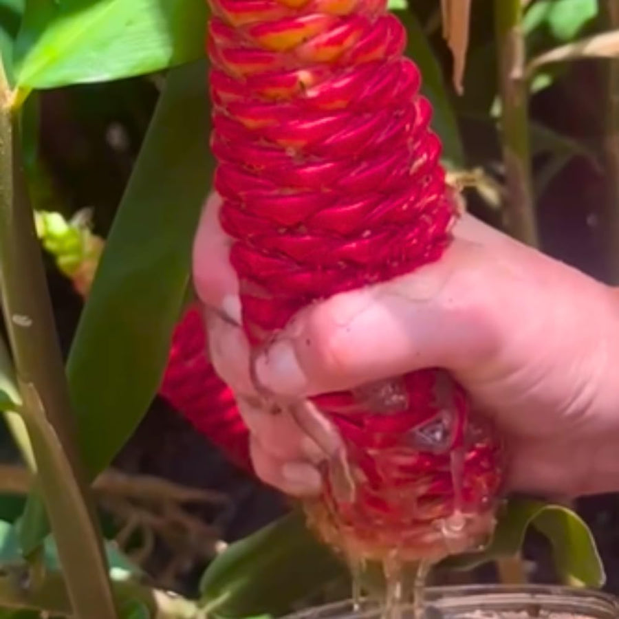 Live Awapuhi Shampoo Ginger Plant 5-10" in Tall, Cold Hardy Red Ginger Oudoor Planting, Pinecone Zerumbet Zingiber, Ginger Lily Flowers
