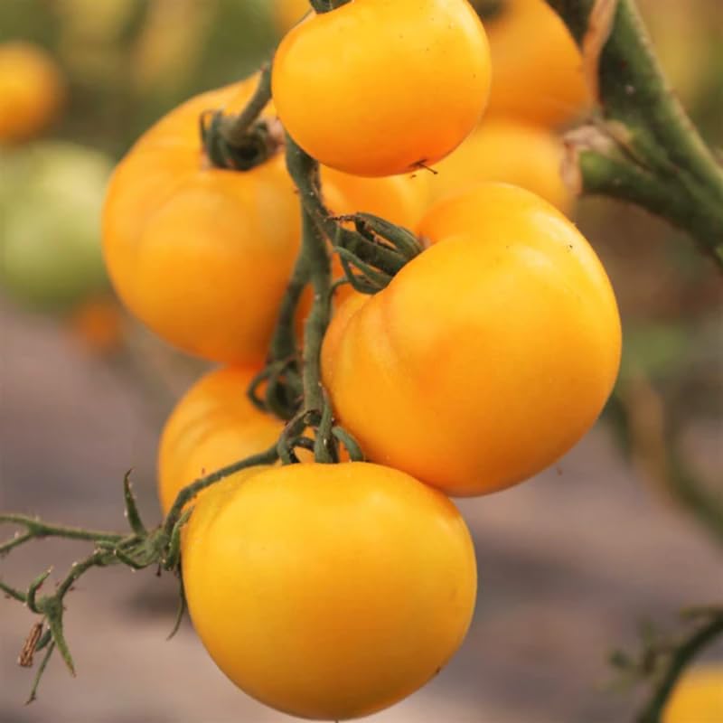 Lot 4 Tomato Plants Live for Planting Outdoors, Large and Juicy Tomatoes, Well Rooted, 6 to 8 Inch - Yellow Tomato