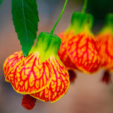 3 Abutilon Plants Live to Grow 5 to 9 Inch Tall, Lantern Abutilon Flowering Live Plants, Ornamental Abutilon Well Rooted Plug (Orange Abutilon Plants)